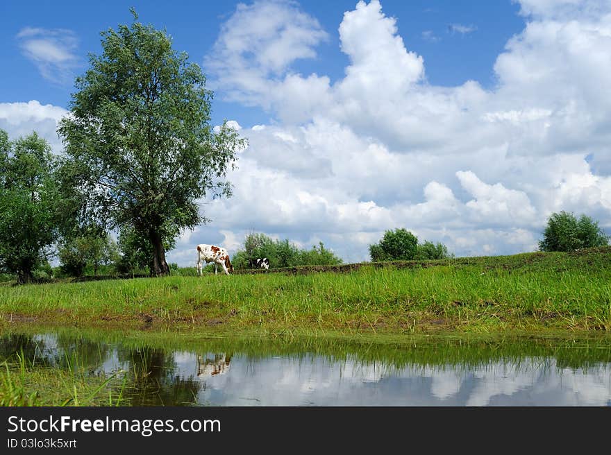 A cow under blue sky and white clouds