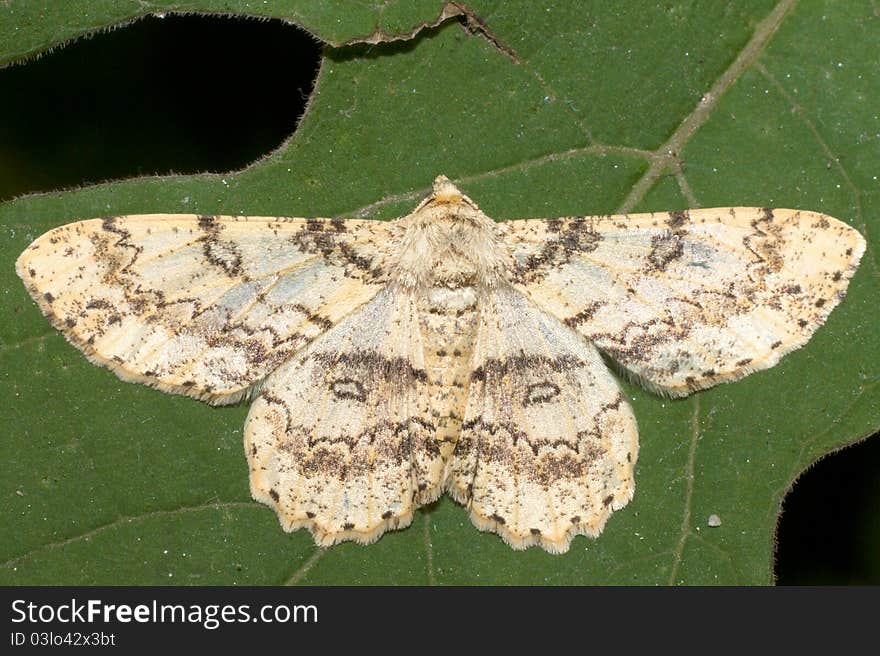 Ascotis selenaria / The Giant looper moth