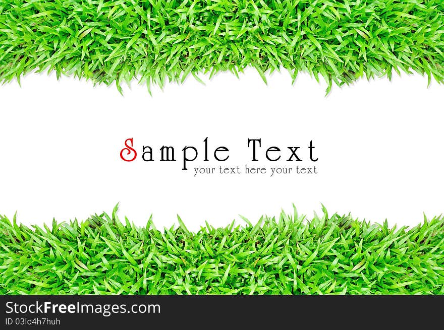 Grass frame in white background texture, green