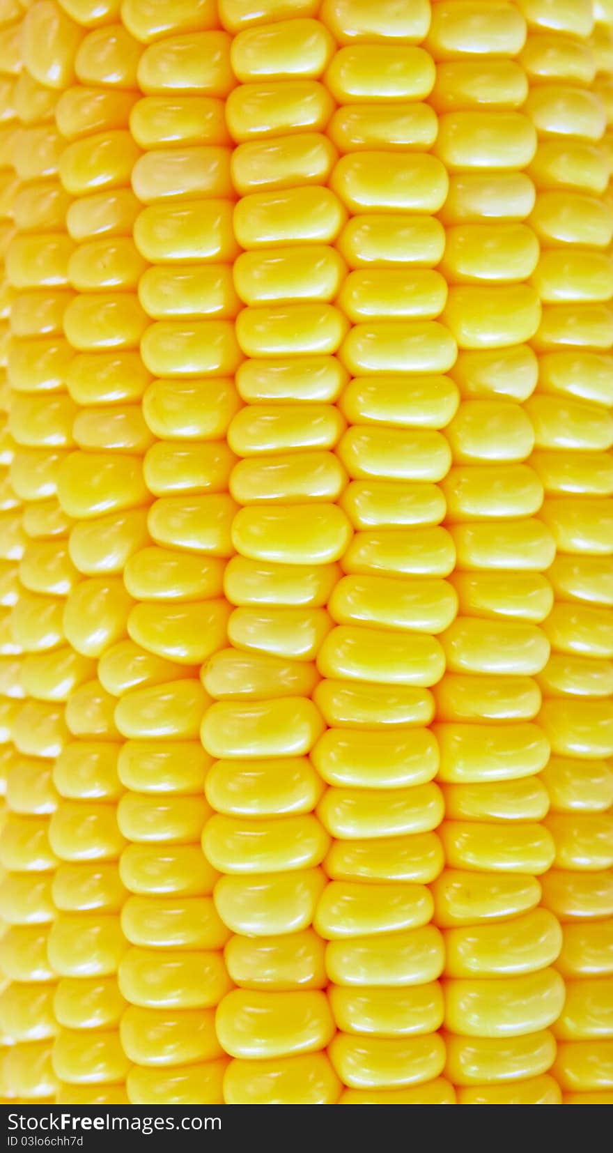 Sweet, bright yellow and white corn. Sweet, bright yellow and white corn.