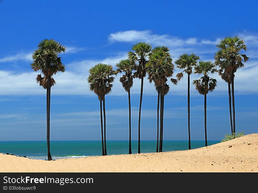 Rows of palm trees along the coast of Indian ocean