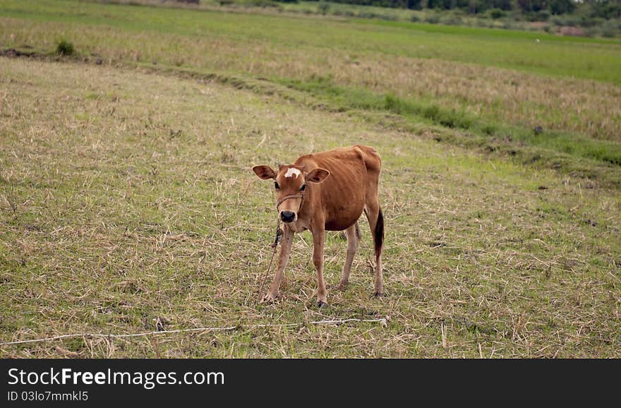 Calf