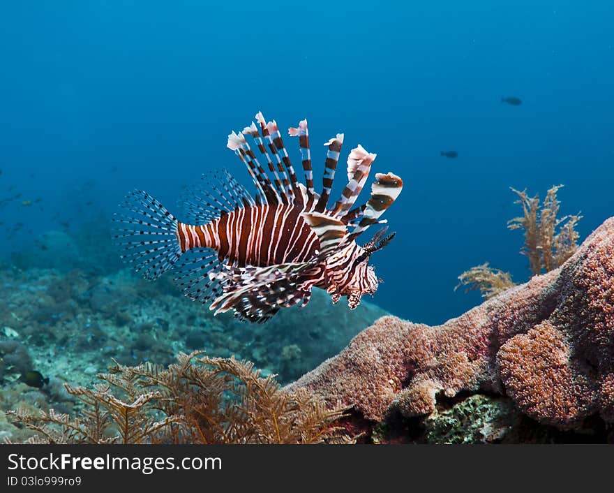 Colorful Lion fish over a coral reef in Bali, Indonesia. Colorful Lion fish over a coral reef in Bali, Indonesia