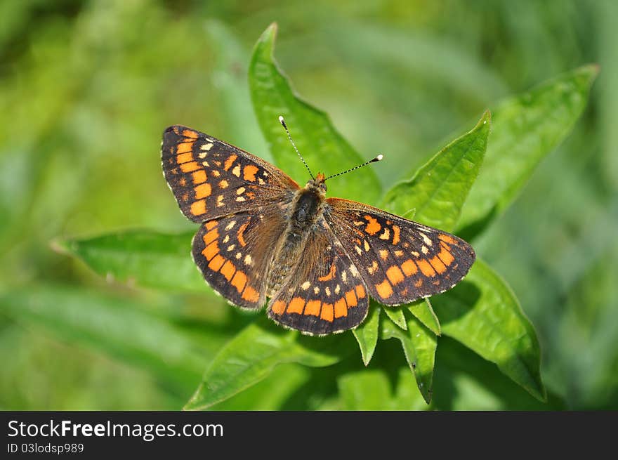 Butterfly Euphydryas intermedia