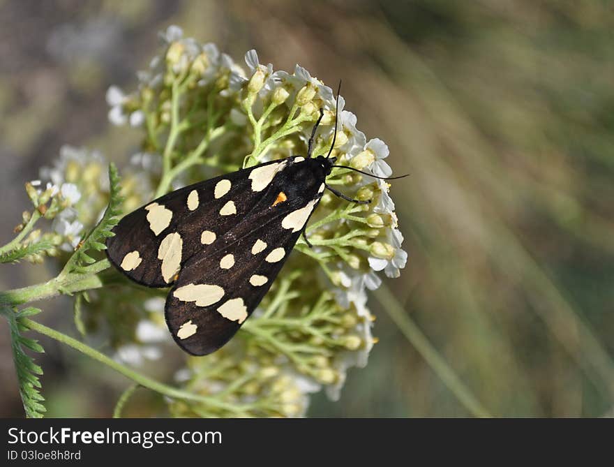 Scarlet Tiger, Callimorpha dominula on yarrow