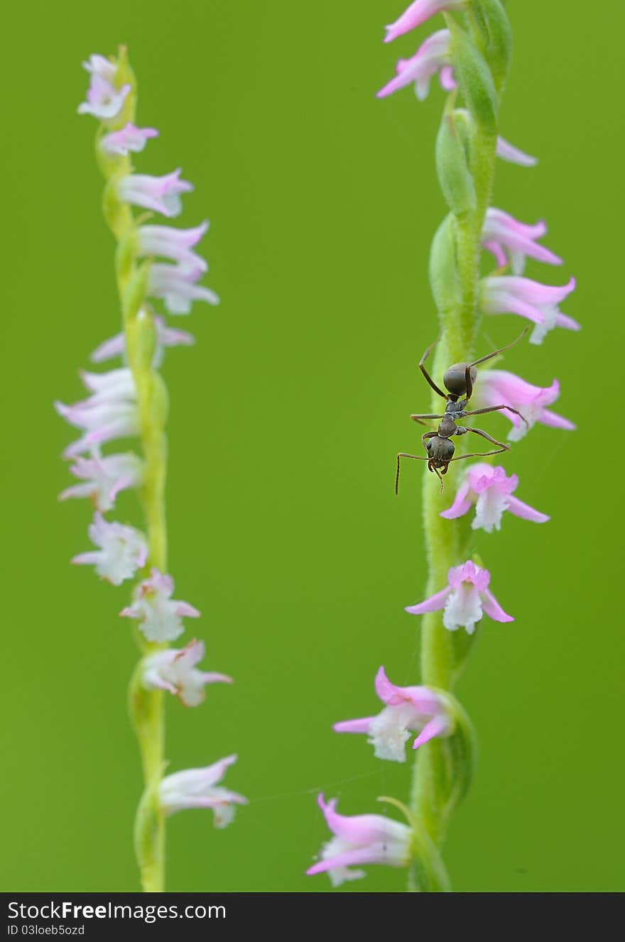 On Floret S Ant