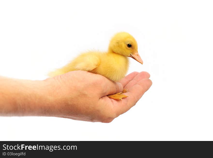 Hand holding a yellow baby duck