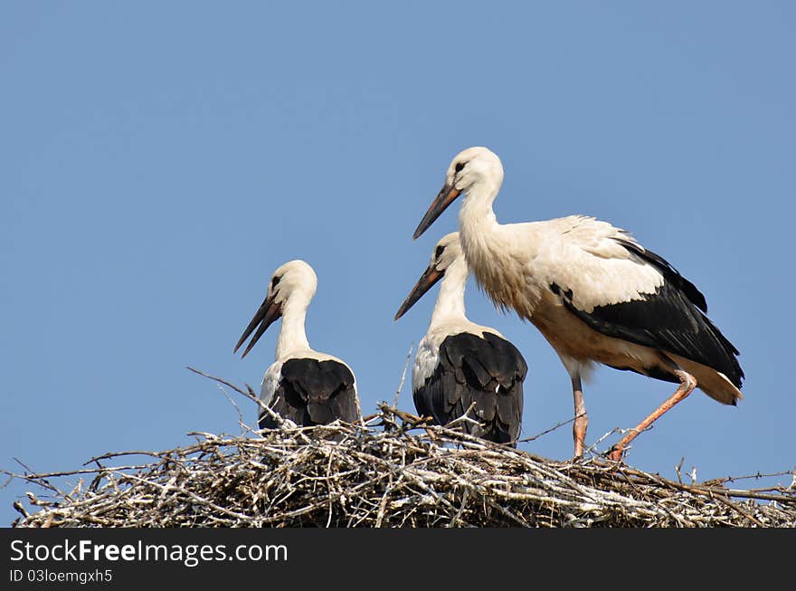 White Stork on nest in spring with blue sky