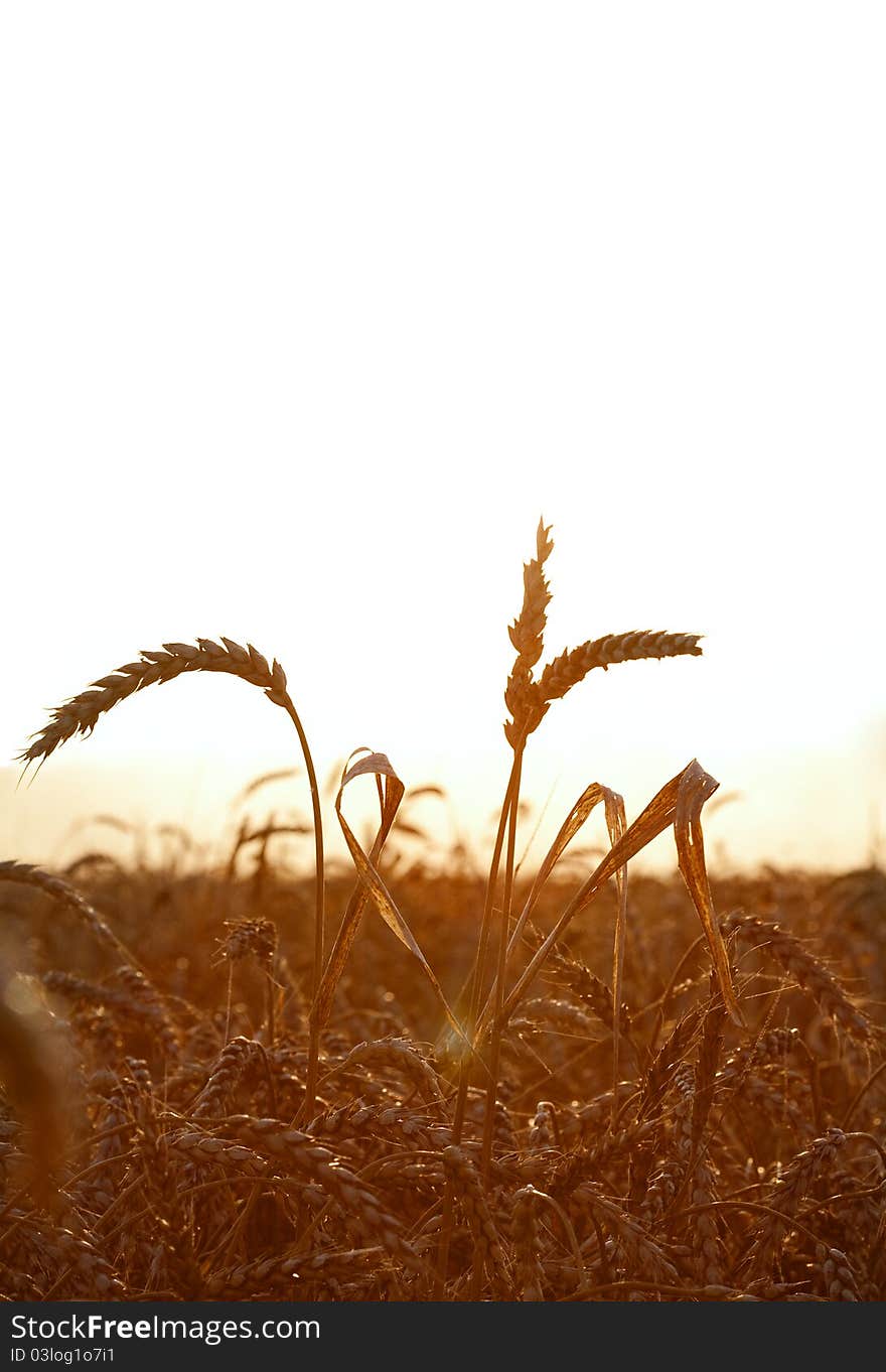 Wheat field at sunset time