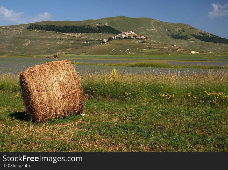 Summer landscape