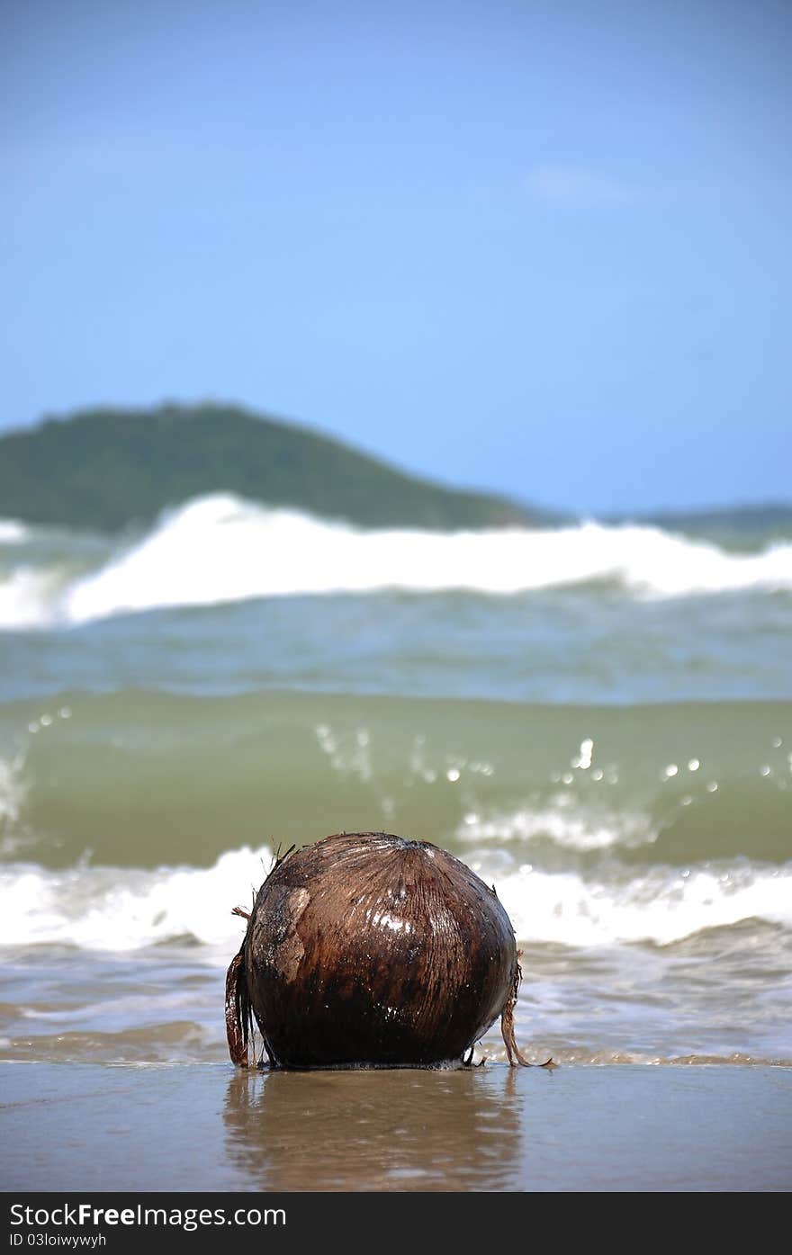 Coconut  on the beach