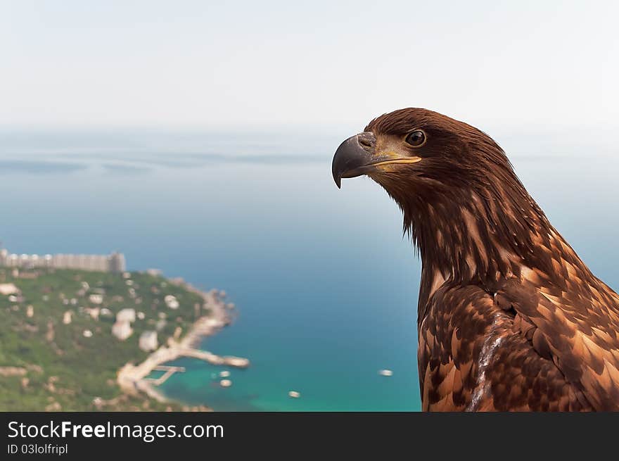 Hand-eagle on the lookout in the mountains of Crimea, Ukraine