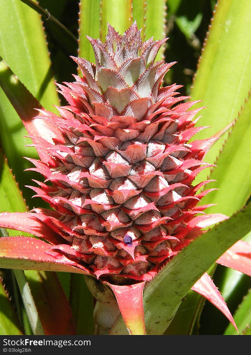 Pineapple fruit at its blossom