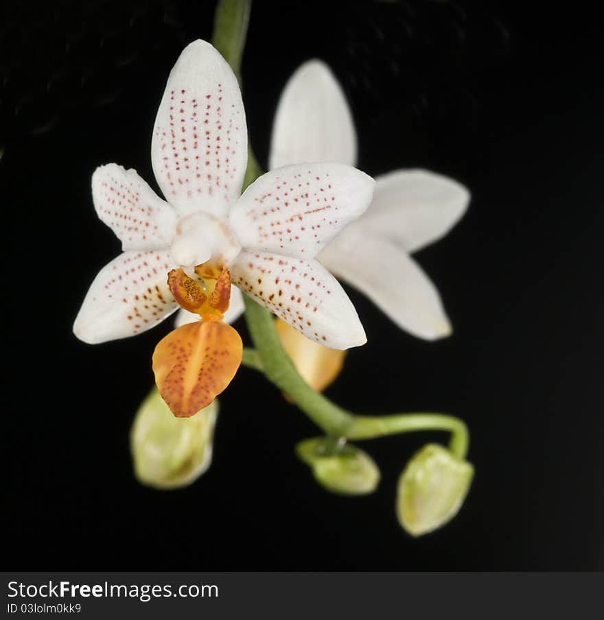 Orchid phalaenopsis hybrid Mini Mark Maria Teresa over black background. Orchid phalaenopsis hybrid Mini Mark Maria Teresa over black background