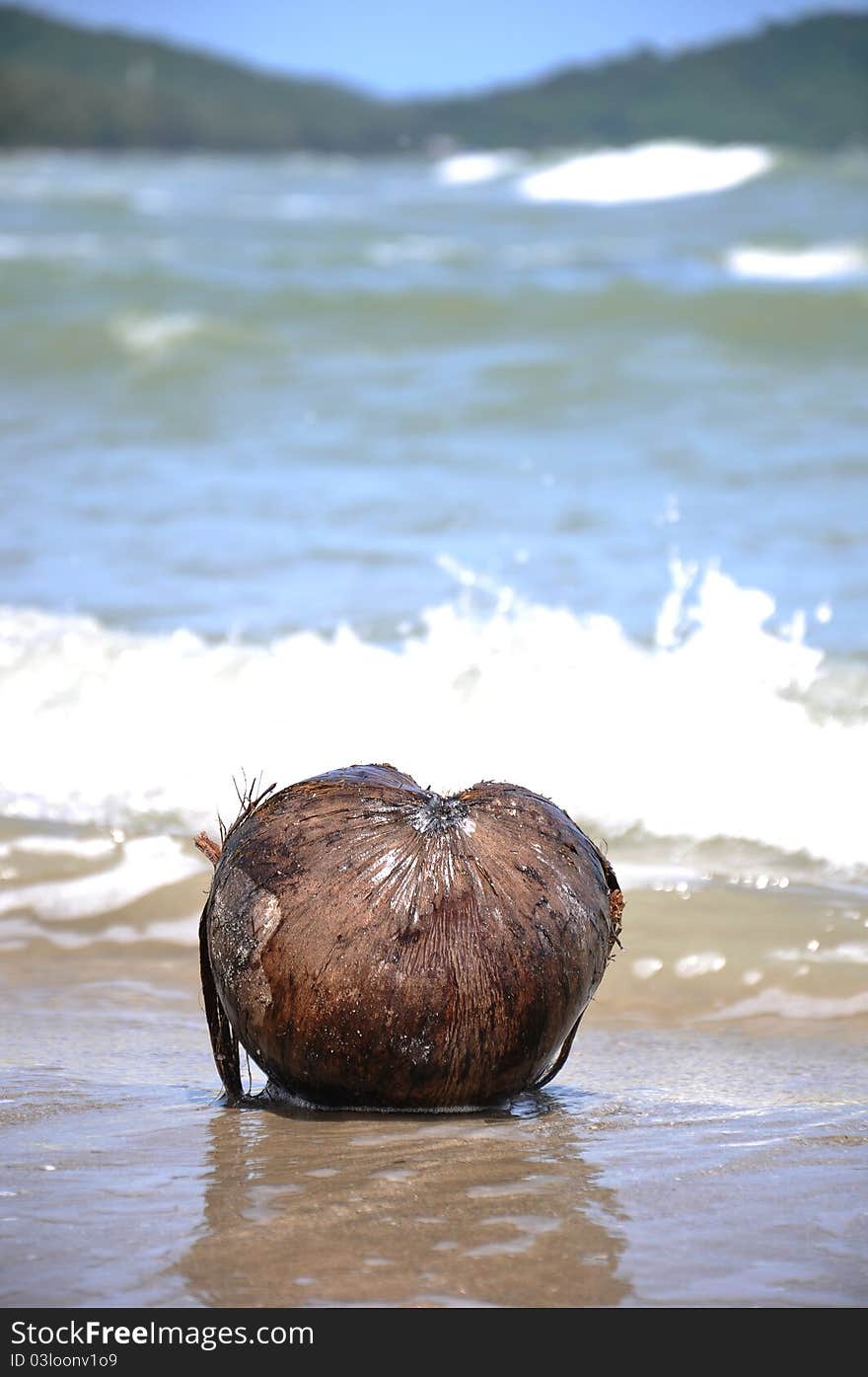 Coconut  On The Beach