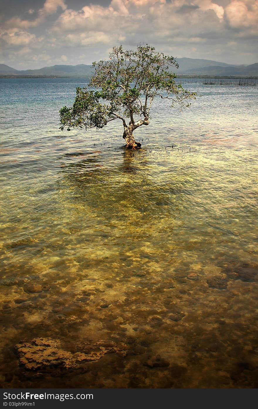 Tree Of The Sea