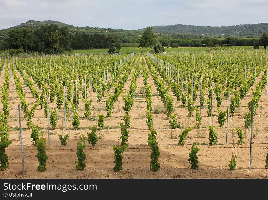 Ramatuelle Vineyard