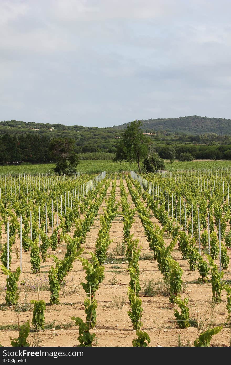 Vineyard near Ramatuelle, Provence