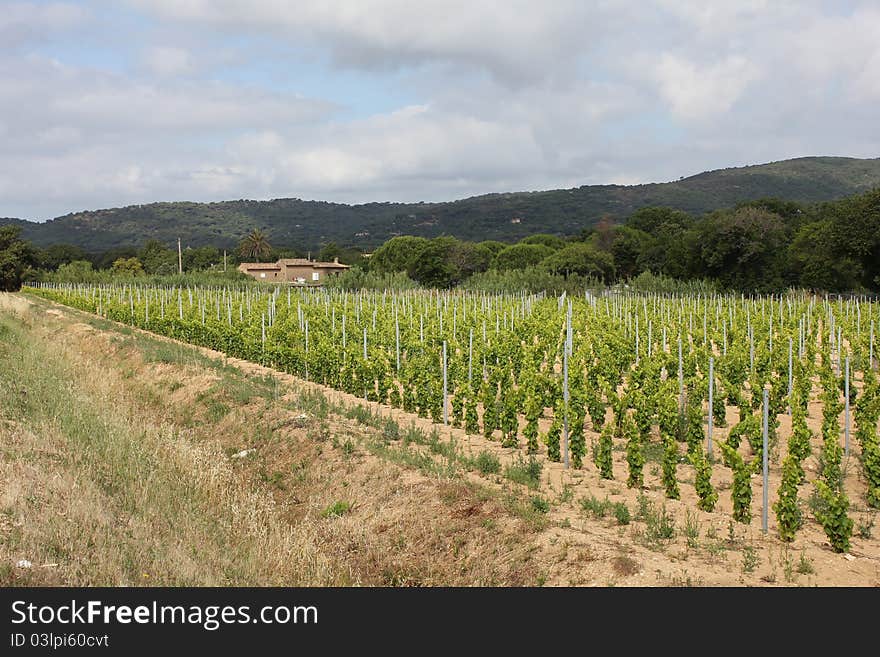 Vineyard in Ramatuelle, South of France. Vineyard in Ramatuelle, South of France