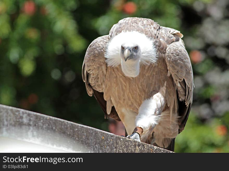 Mean looking vulture walking on wall.