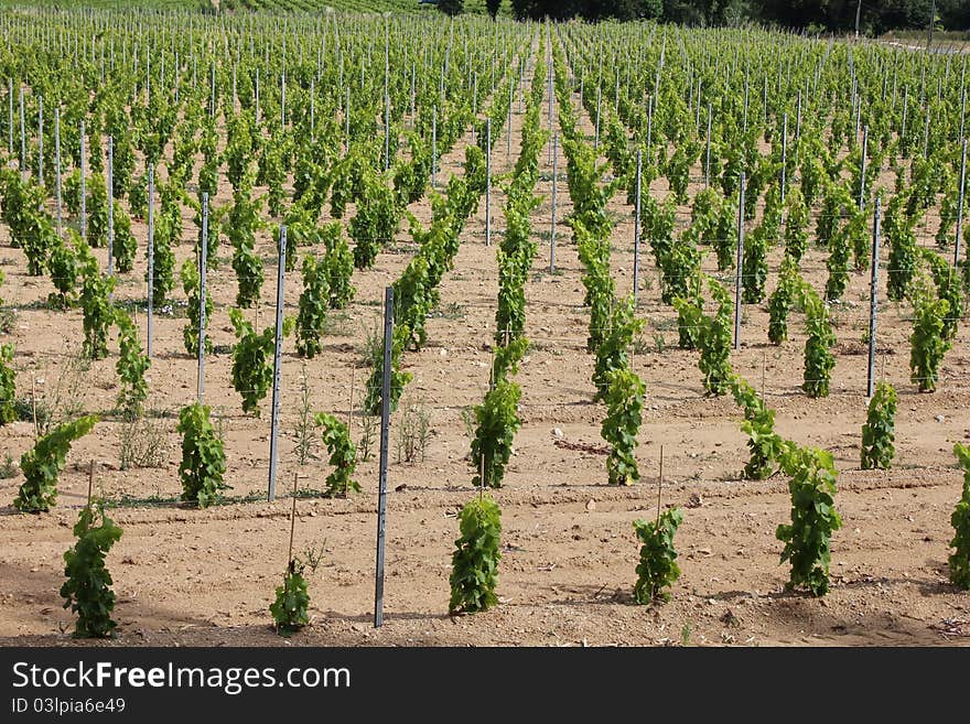 Vineyard in Ramatuelle, South of France. Vineyard in Ramatuelle, South of France