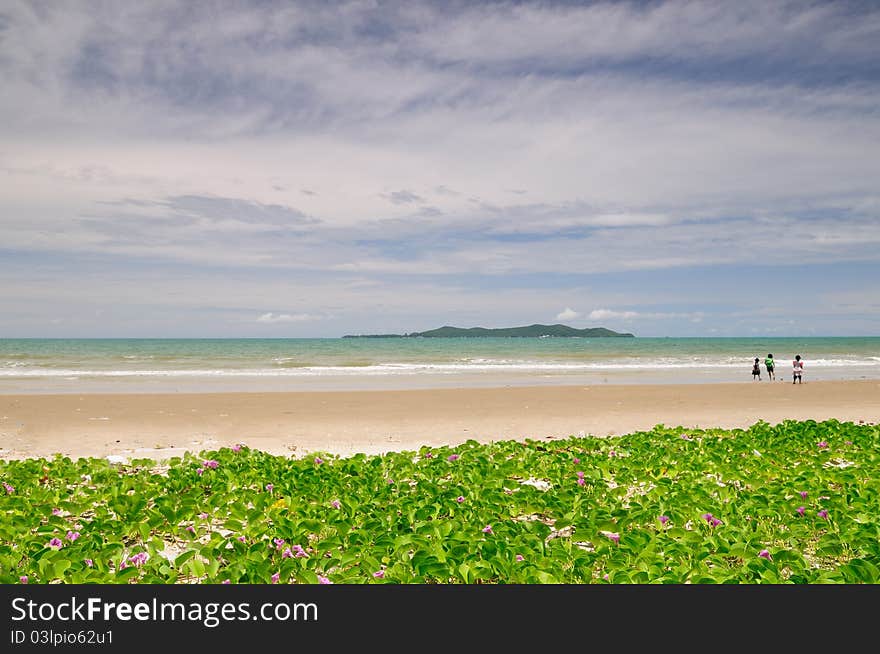 The landscape of sunny beach