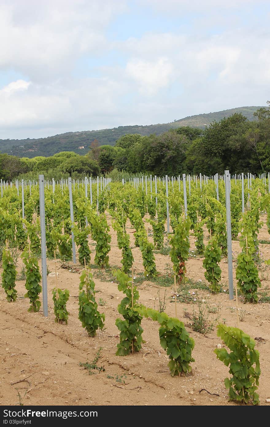 Vineyard in Ramatuelle, South of France. Vineyard in Ramatuelle, South of France