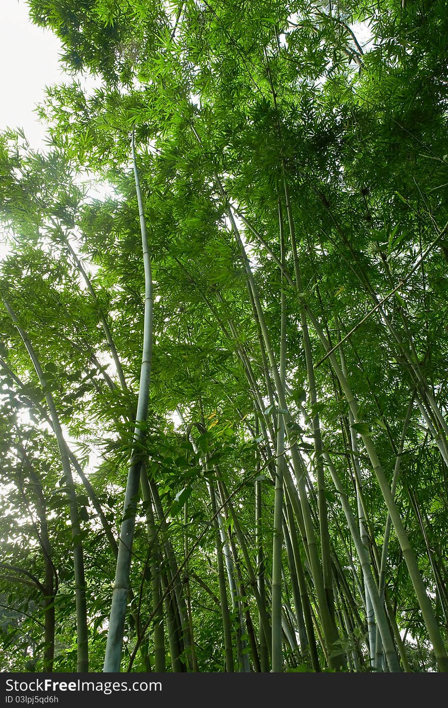 The bamboo of a forest outdoor. The bamboo of a forest outdoor