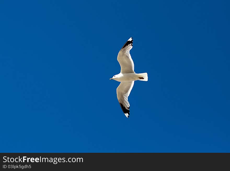 Seagull in blue sky