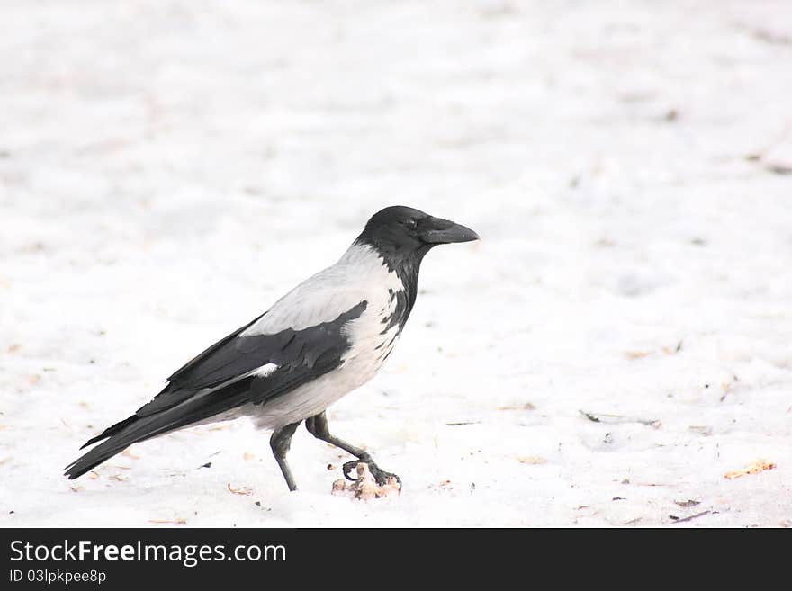 Raven. Snow.