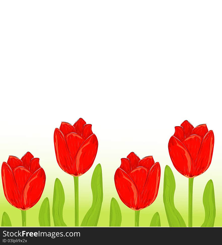 Red tulip spring card on white