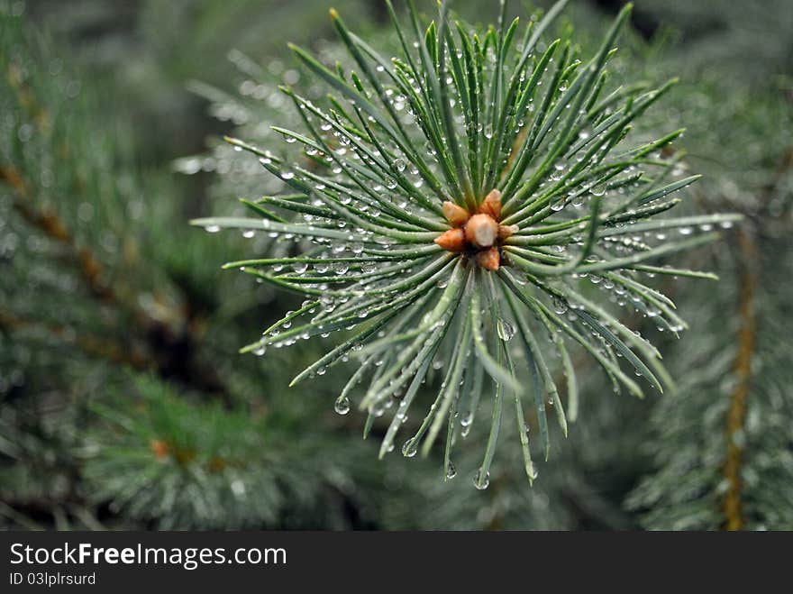 Green Coniferous branch in drop rain