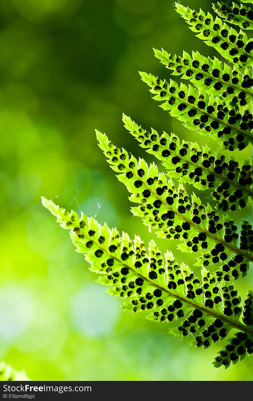 Fern leafs with spores