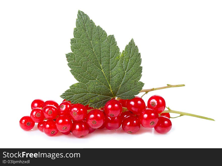 Red currant with leaf on a white background