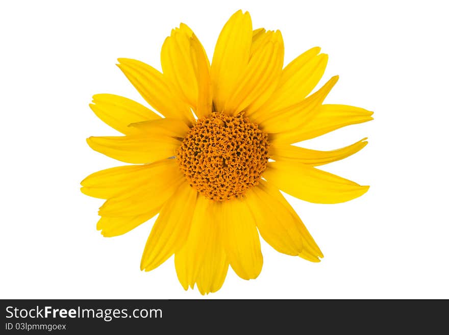 Yellow daisy flower on white background