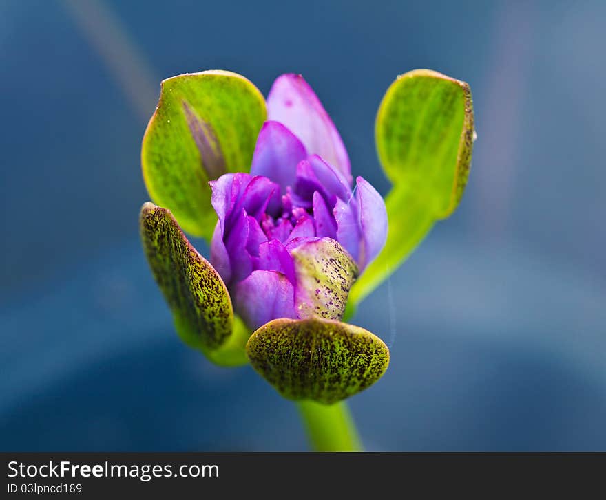 Small lotus on the background. Small lotus on the background