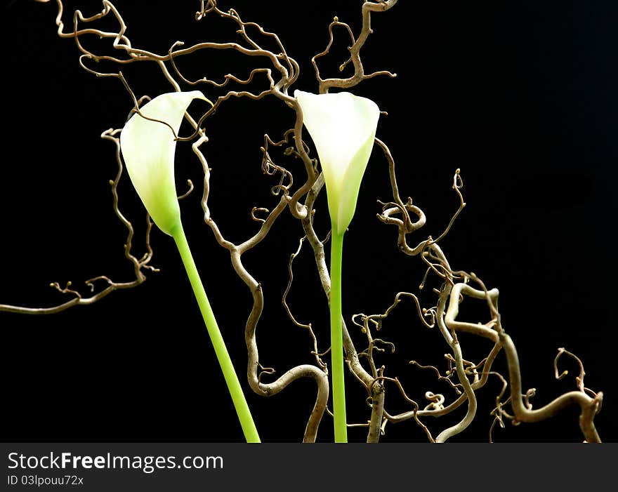 White flowers on a black background