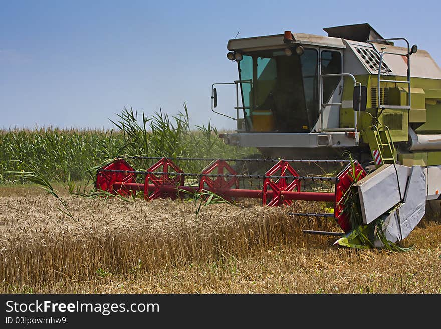 Combined Harvester collecting wheat or barley