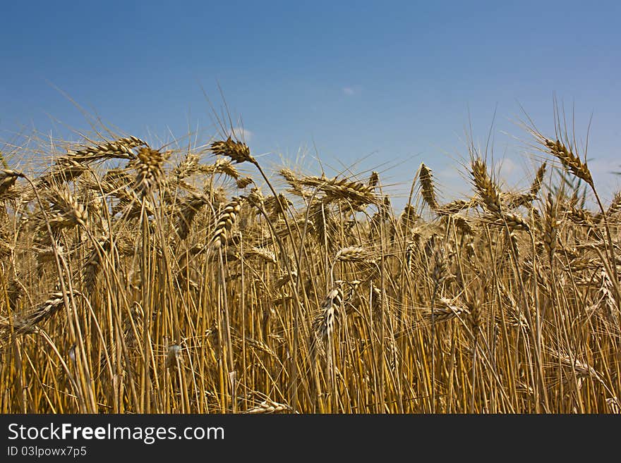 Golden Grains of wheat against a blue sky