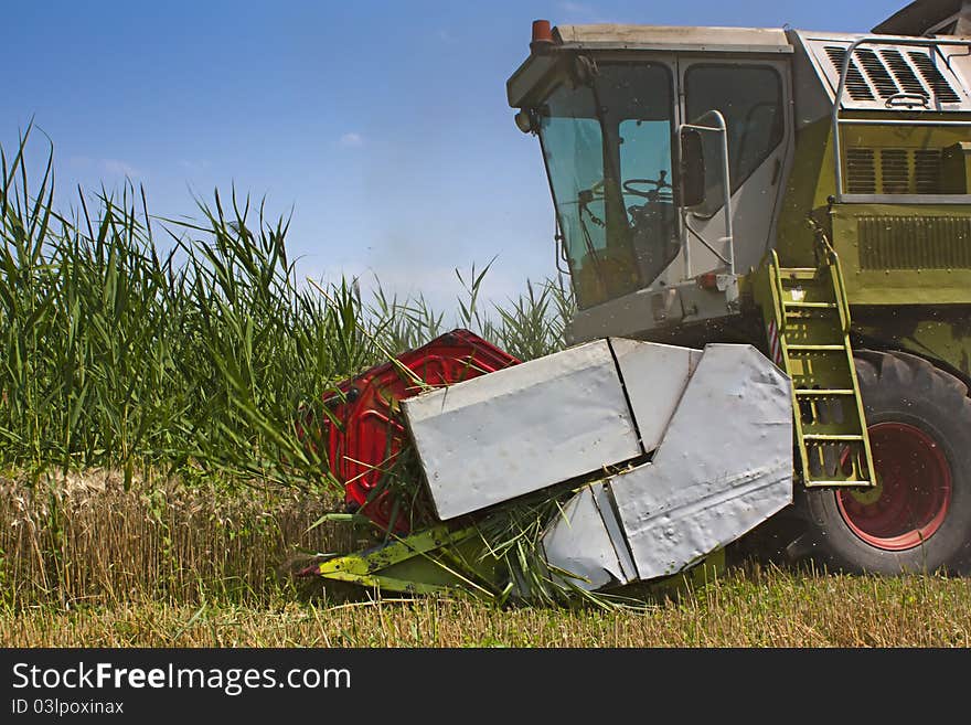 Combined Harvester collecting wheat or barley