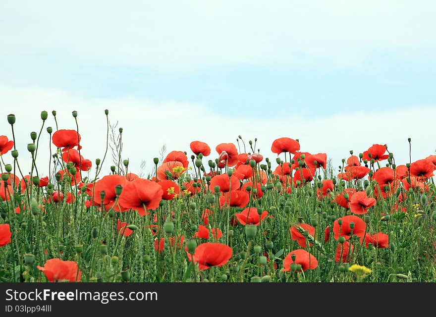 Red poppy field background