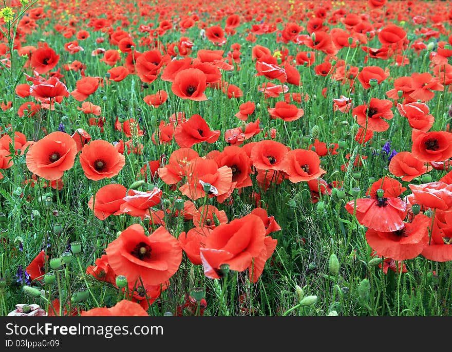 Field with a lot of red poppies blooming. Field with a lot of red poppies blooming