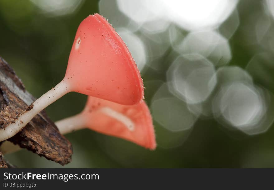 Pink Burn Cup Mushroom