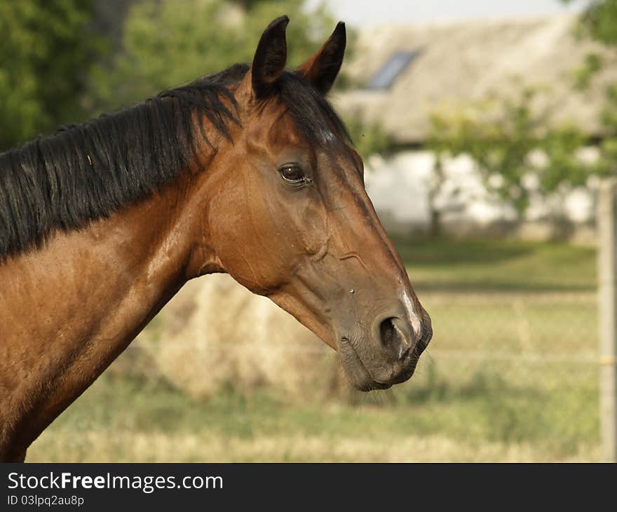 Strong, proud horse-eye view at us. Strong, proud horse-eye view at us