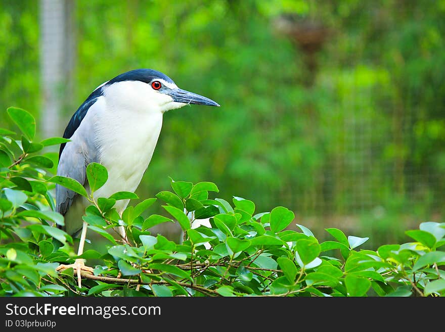 Black-crowned Night Heron in the zoo,Thailand.