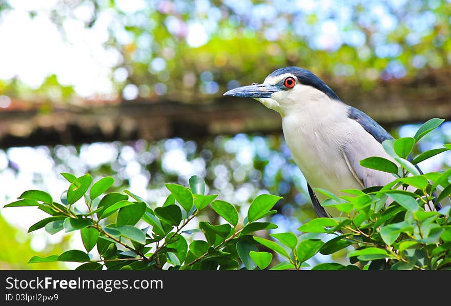 Black-crowned Night Heron in the zoo,Thailand.