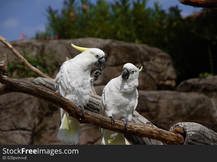 Two parrots, species of cockatoos, on the branch. Two parrots, species of cockatoos, on the branch