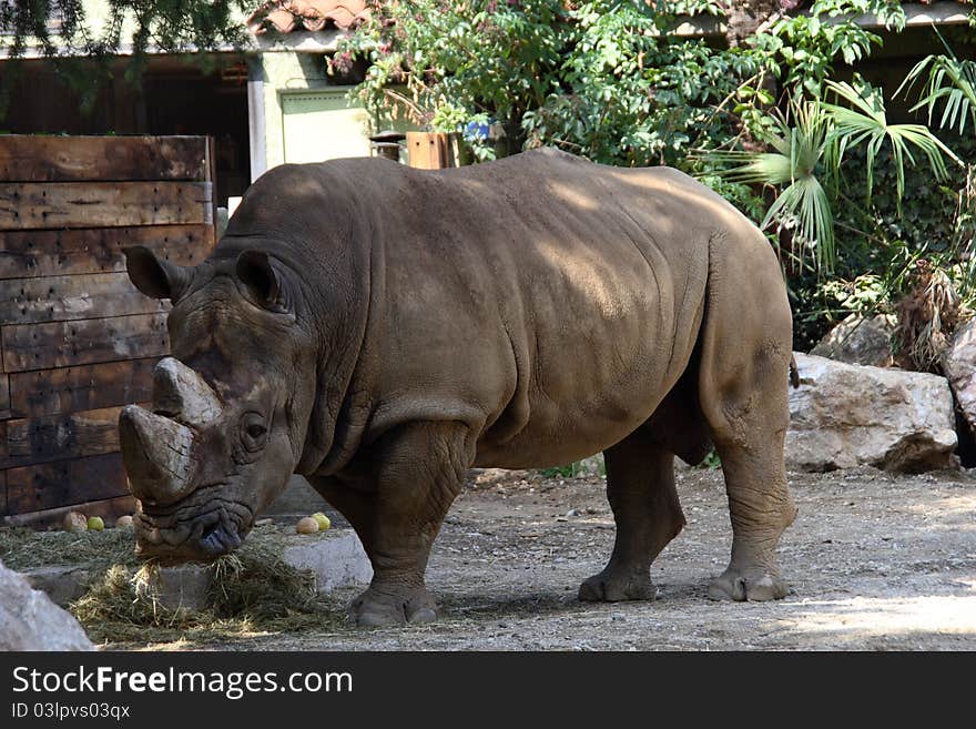 A rhinoceros takes a look around in a park