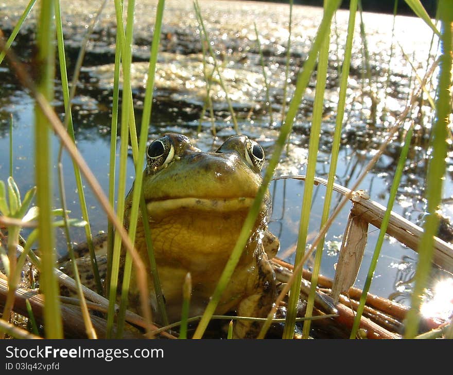 Adult Green Frog peers from between tall reeds.