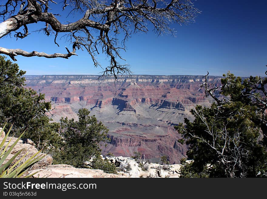 A bare tree branch is stretching across the sly above the Grand Canyon, Arizona, USA. A bare tree branch is stretching across the sly above the Grand Canyon, Arizona, USA